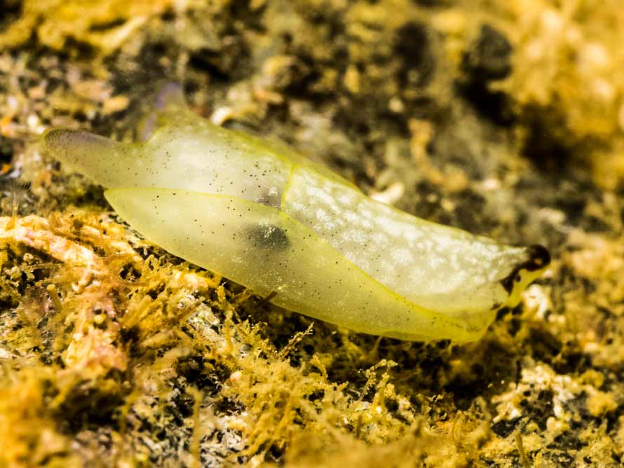 Philinopsis sp. A